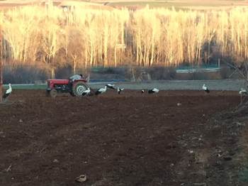 Leyleklerin Beslenme Çabası
