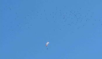 Leyleklerin Paraşütçülerle Dansı Mest Etti
