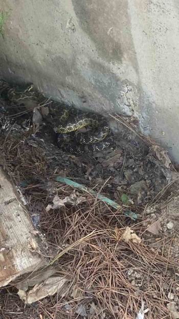 Lise Bahçesindeki Yılan Korkuttu
