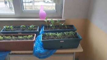 Lise Öğrencileri ’Yerel Tohum Projesi’Ni Hayata Geçirdi
