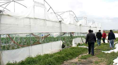 Lodos seraları vurdu, emekler boşa gitti