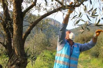 Maaşını Getiren Vefa Ekibinden Bağ Evinin Önündeki Ağaçları Budanmasını İstedi
