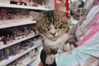 Mahallenin Maskotu Kedi İyileşerek Sağlığına Kavuştu
