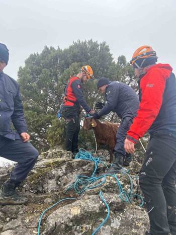 Mahsur Kalan Küçükbaş Hayvanlar Afad Kurtardı
