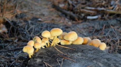 Mantar Buzlukta Saklanır Mı? Zehirler Mi?