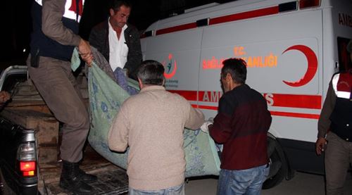 Mantar toplayan adamı ayı yedi