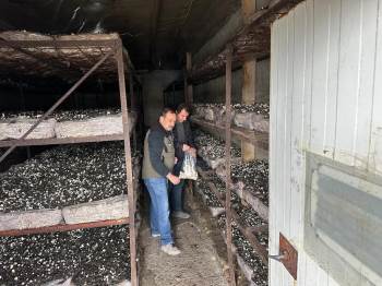 Mantar Üretim Alanlarından Numune Alındı
