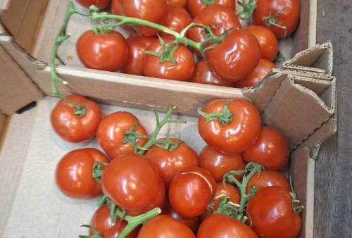Marketten dikkat çeken uyarı: “Domatesi koparmayın”