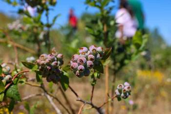 Maviyemiş İle Yeni Tanışan Pazaryeri’Nde İlk Hasat Yapıldı
