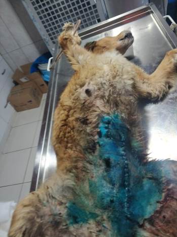 Memesinde Tümör Olan Köpek Tedavi Edildi
