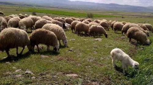 Meralar işte böyle satılıyor