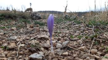 Meşe Ağaçlarının Son Bahar Görüntüsü Görsel Şölen Oluşturdu
