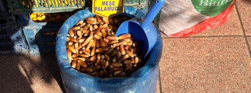 Meşe palamudu Eskişehir aktarlarının gözdesi oldu