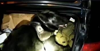 Metal Yiyecek Kutusundaki Uyuşturucuyu ’Bella’ Buldu
