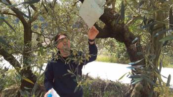 Meyve Ağaçlarında Gerekli Hastalık Zararlı Kontrolleri Sağlandı
