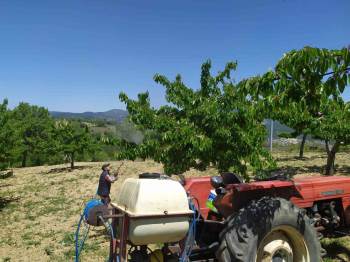 Meyve Bahçelerinde Zirai Mücadele Çalışmaları Devam Ediyor
