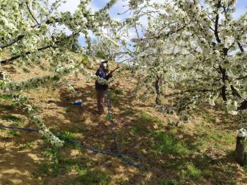 Meyve Bahçelerinde Zirai Mücadele Çalışmaları Devam Ediyor
