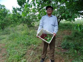 Meyve Bahçesinin Bakımını Tek Başına Yapıyor
