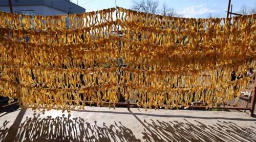 Meyvesi para etmedi, kabuğu altın değerinde!