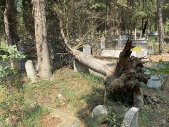 Mezarların Üzerine Devrilen Ağaçları Kaldırmayan Belediyeye Tepki
