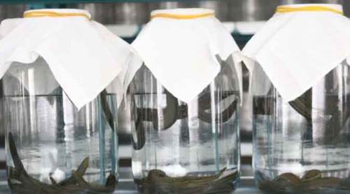 Milyonlarca üretip, tüm dünyaya satıyorlar!