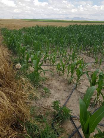 Mısır Tarlasına Ekilen Hint Keneviri Drone Sayesinde Ele Geçirildi
