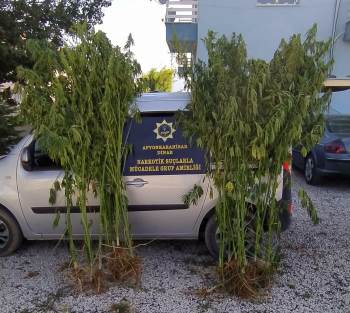 Mısır Tarlasına Kenevir Baskınında Bir Kişi Gözaltına Alındı
