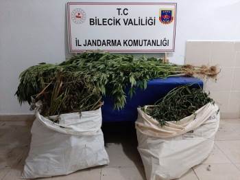 Mısır Tarlasına Kenevir Eken Şahıs Tutuklandı
