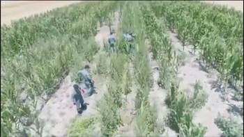 Mısır Tarlasına Uyuşturucu Oparasyonu
