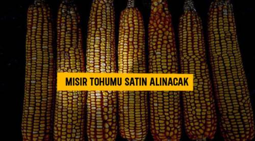 Mısır tohumu satın alınacak
