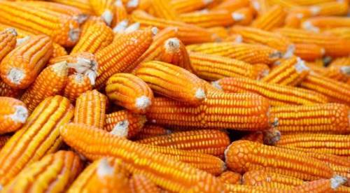 Mısır üreticisine bu yapılan zulümdür!