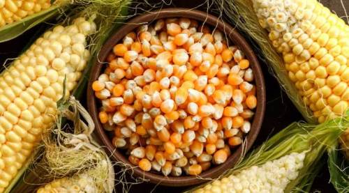 Mısır üzerinde oynanan oyunlar çiftçiyi üzecek!