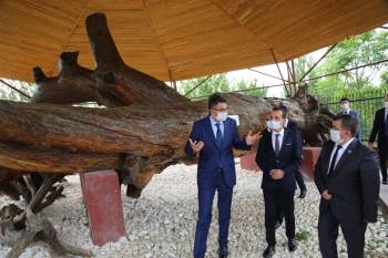 Mızık Çamını İnceledi
