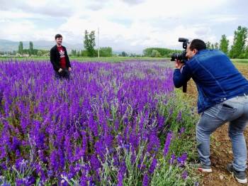 Mor Çiçek Tarlası İlgi Odağı
