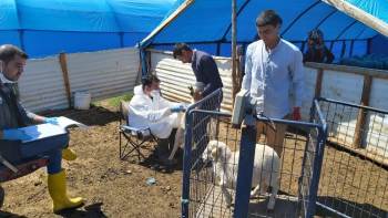 Müdür Özçalık: "Halk Elinde Küçükbaş Hayvan Islahı Ülkesel Projesi Meyvelerini Veriyor"
