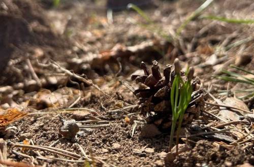 Mudurnu’da karaçam fidanları toprakla buluştu