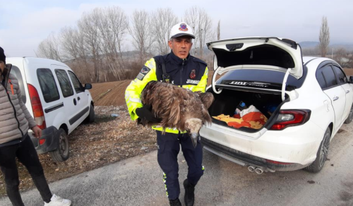 Mudurnu’da yaralı akbaba bulunarak tedaviye alındı