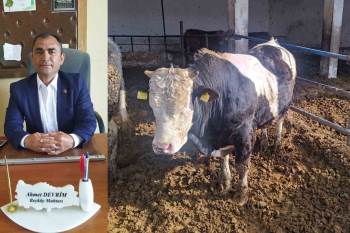 Muhtar, Danasını Depremzedeler İçin Satışa Çıkardı
