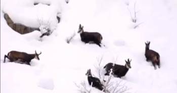 Muhteşem Manzarada Dağ Keçileri Böyle Görüntülendi
