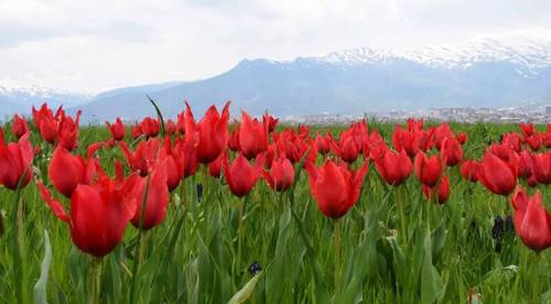 Muş Nasıl Bir Şehirdir? Neleri Meşhurdur? En Güzel İlçeleri Nereleridir ve Pahalı mıdır?