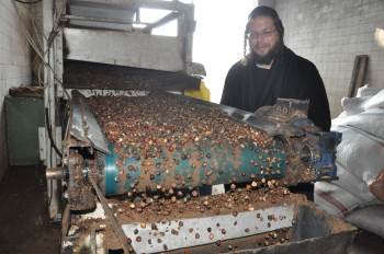 Musevilerin Hamursuz Bayramı’Nda Tüketecekleri Fındık Yağı Afyonkarahisar’Dan Karşılanıyor
