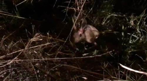 Nadir rastlanan tür Eskişehir'de görüntülendi