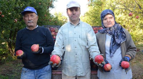 Nar üreticisi alıcı bulamamaktan şikayetçi