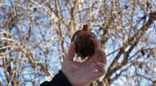 Nar üreticisini küstürdü