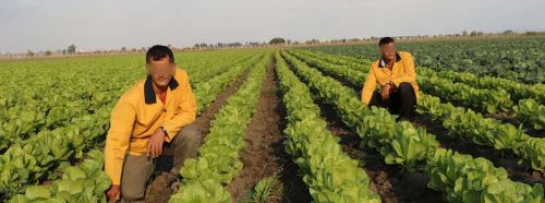 Ne burası tarla, ne de onlar işçi!