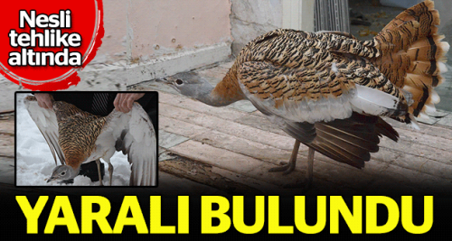 Nesli tehlike altındaki kuş yaralı bulundu