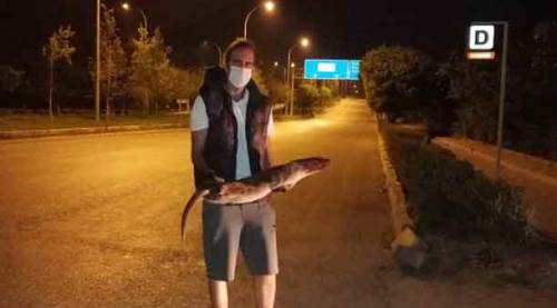 Nesli tükeniyor, Eskişehir'de otomobil çarptı!