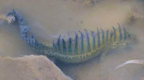 Nesli tükeniyordu, öyle bir yerde bulundu ki...