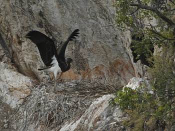 Nesli tükenme tehlikesinde, Bilecik'te görüldü!