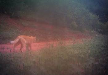 Nesli tükenmekte olan hayvan böyle görüntülendi